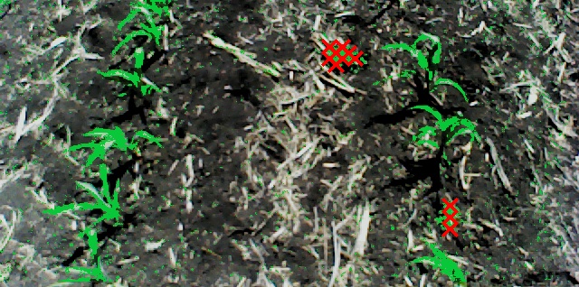 SenseSpray Targeted In-crop Weed Control